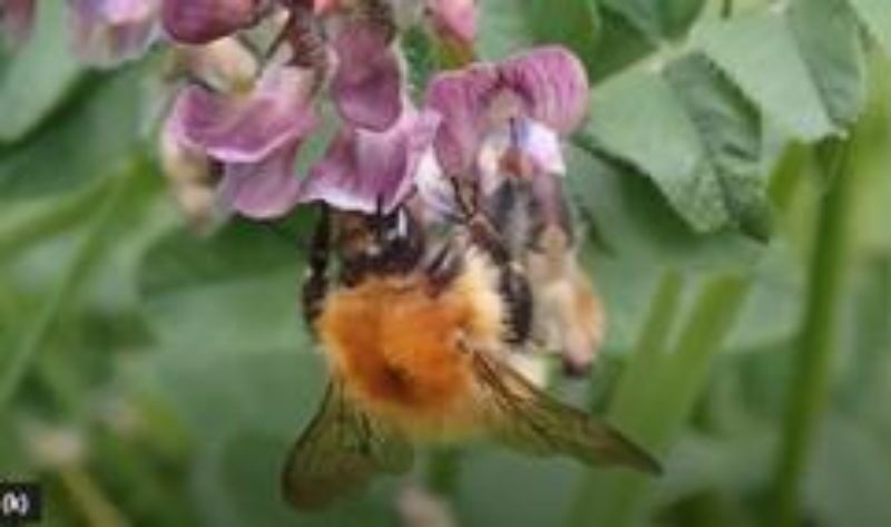 Newcastle Labour to introduce Bee friendly verges