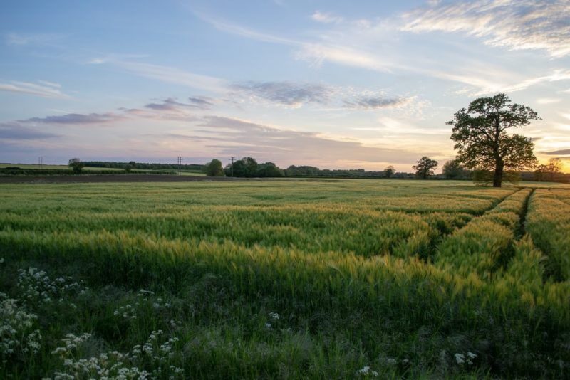 Newcastle Labour welcomes Planning decision on Dewley Hill